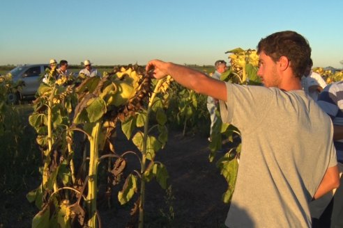 Jornada a Campo de Berardo Agropecuaria SRL - Potencial maicero y girasolero con tecnología y manejo - Urdinarrain