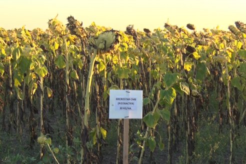 Jornada a Campo de Berardo Agropecuaria SRL - Potencial maicero y girasolero con tecnología y manejo - Urdinarrain