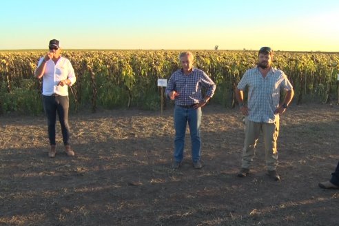 Jornada a Campo de Berardo Agropecuaria SRL - Potencial maicero y girasolero con tecnología y manejo - Urdinarrain