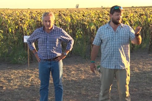 Jornada a Campo de Berardo Agropecuaria SRL - Potencial maicero y girasolero con tecnología y manejo - Urdinarrain