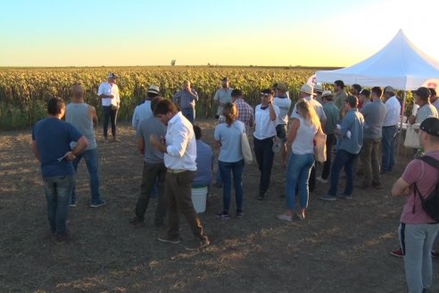 Jornada a Campo de Berardo Agropecuaria SRL - Potencial maicero y girasolero con tecnología y manejo - Urdinarrain