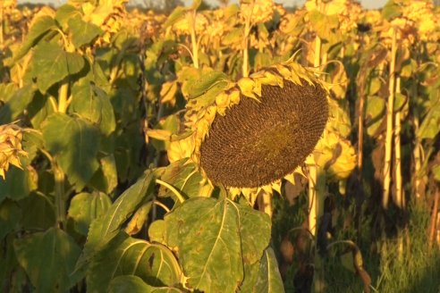 Jornada a Campo de Berardo Agropecuaria SRL - Potencial maicero y girasolero con tecnología y manejo - Urdinarrain