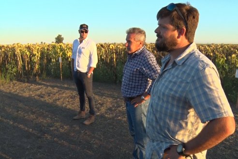 Jornada a Campo de Berardo Agropecuaria SRL - Potencial maicero y girasolero con tecnología y manejo - Urdinarrain