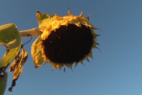 Jornada a Campo de Berardo Agropecuaria SRL - Potencial maicero y girasolero con tecnología y manejo - Urdinarrain