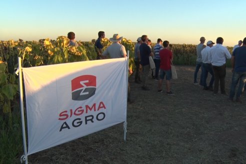 Jornada a Campo de Berardo Agropecuaria SRL - Potencial maicero y girasolero con tecnología y manejo - Urdinarrain