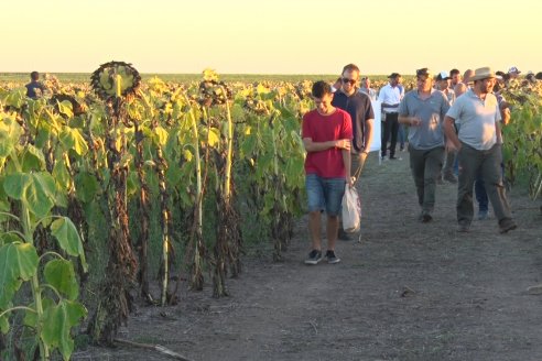 Jornada a Campo de Berardo Agropecuaria SRL - Potencial maicero y girasolero con tecnología y manejo - Urdinarrain