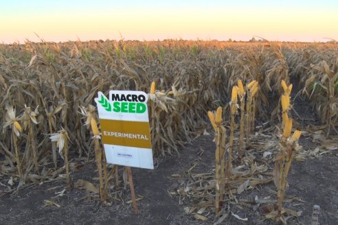 Jornada a Campo de Berardo Agropecuaria SRL - Potencial maicero y girasolero con tecnología y manejo - Urdinarrain