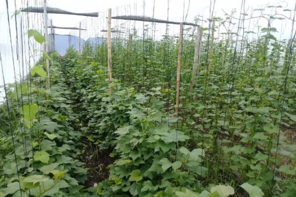 El cultivo de batata es tradicional en Federal como en varias localidades de ER