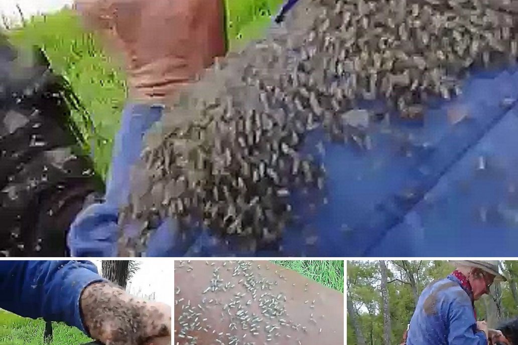 Los insectos acecharon a Lali y a su caballo. Los animales pueden perder la vida Los insectos acecharon a Lali y a su caballo. Los animales pueden perder la vida