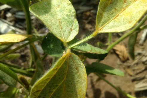 Aapresid advierte sobre problemas sanitarios donde dominó la sequía
