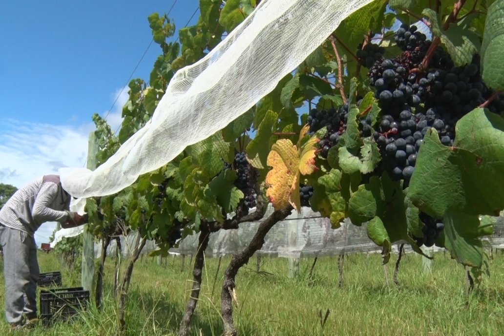 El lugar abarca alrededor de una hectárea sobre la costa del río Uruguay.