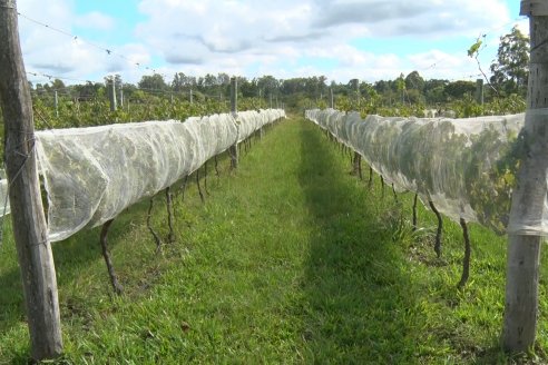 Visita a Establecimiento Pampa Azul en Concordia - El lugar donde los sabores y la historia van de la mano