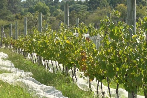 Visita a Establecimiento Pampa Azul en Concordia - El lugar donde los sabores y la historia van de la mano