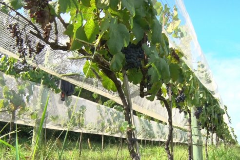 Visita a Establecimiento Pampa Azul en Concordia - El lugar donde los sabores y la historia van de la mano