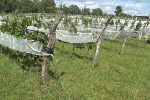 Visita a Establecimiento Pampa Azul en Concordia - El lugar donde los sabores y la historia van de la mano