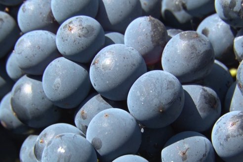 Visita a Establecimiento Pampa Azul en Concordia - El lugar donde los sabores y la historia van de la mano