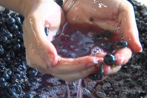 Visita a Establecimiento Pampa Azul en Concordia - El lugar donde los sabores y la historia van de la mano