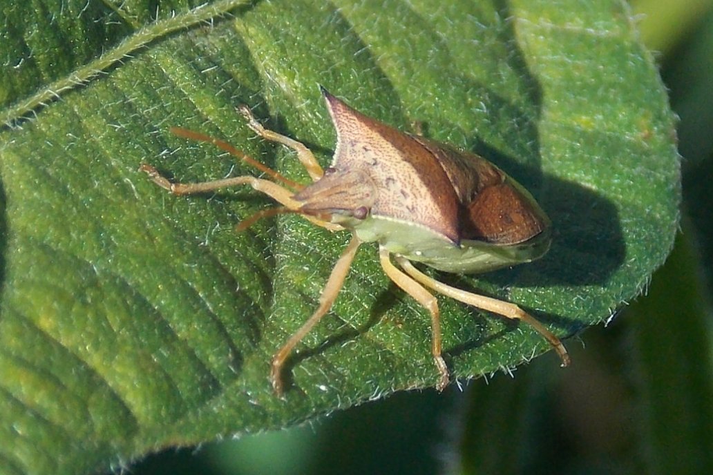 Crop Shield</b> es la combinación perfecta de dos insecticidas de Summit Agro