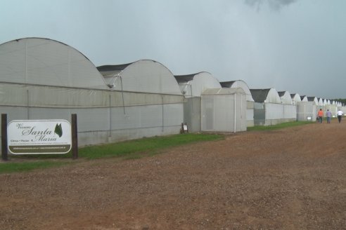 Vivero Santa Maria - La Criolla, Entre Ríos - Plantines de cítricos y nogales de primera calidad