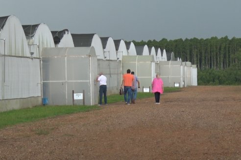 Vivero Santa Maria - La Criolla, Entre Ríos - Plantines de cítricos y nogales de primera calidad