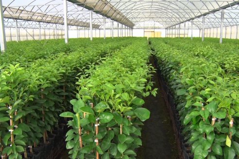 Vivero Santa Maria - La Criolla, Entre Ríos - Plantines de cítricos y nogales de primera calidad