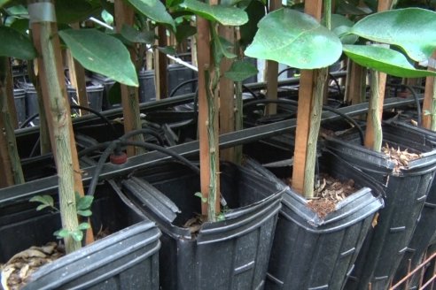 Vivero Santa Maria - La Criolla, Entre Ríos - Plantines de cítricos y nogales de primera calidad