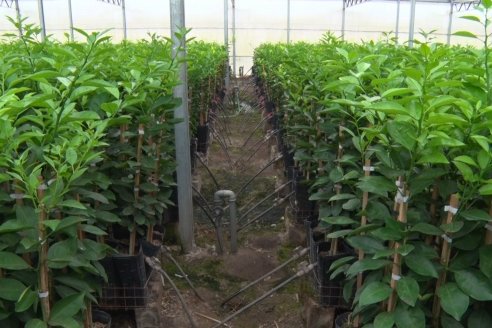 Vivero Santa Maria - La Criolla, Entre Ríos - Plantines de cítricos y nogales de primera calidad