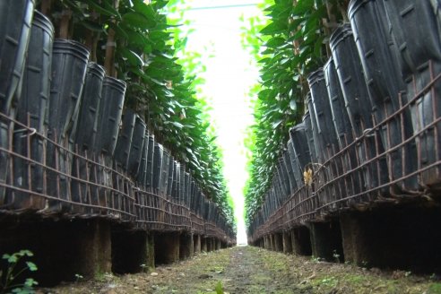 Vivero Santa Maria - La Criolla, Entre Ríos - Plantines de cítricos y nogales de primera calidad