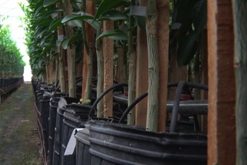 Vivero Santa Maria - La Criolla, Entre Ríos - Plantines de cítricos y nogales de primera calidad