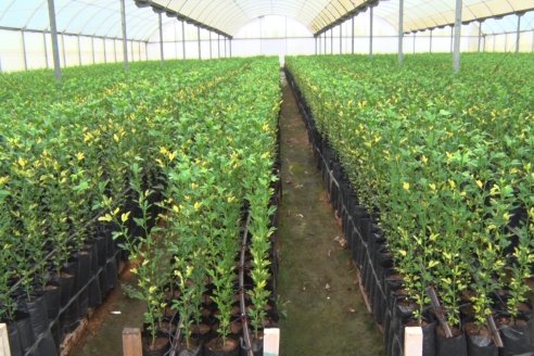 Vivero Santa Maria - La Criolla, Entre Ríos - Plantines de cítricos y nogales de primera calidad