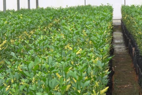 Vivero Santa Maria - La Criolla, Entre Ríos - Plantines de cítricos y nogales de primera calidad