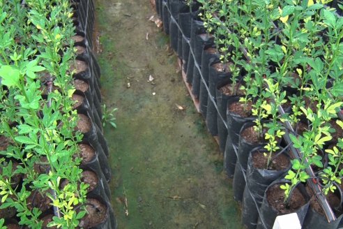 Vivero Santa Maria - La Criolla, Entre Ríos - Plantines de cítricos y nogales de primera calidad