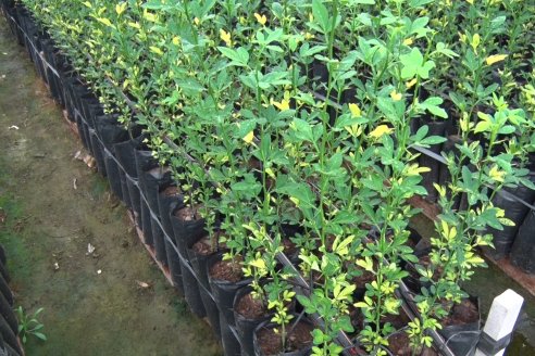 Vivero Santa Maria - La Criolla, Entre Ríos - Plantines de cítricos y nogales de primera calidad