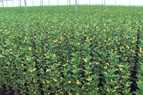 Vivero Santa Maria - La Criolla, Entre Ríos - Plantines de cítricos y nogales de primera calidad