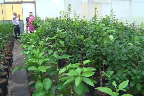 Vivero Santa Maria - La Criolla, Entre Ríos - Plantines de cítricos y nogales de primera calidad