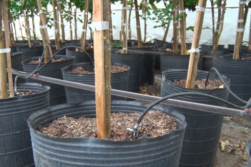 Vivero Santa Maria - La Criolla, Entre Ríos - Plantines de cítricos y nogales de primera calidad