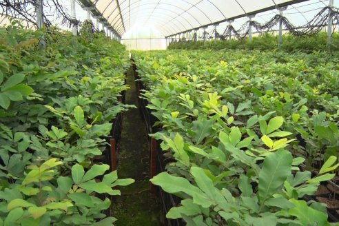 Vivero Santa Maria - La Criolla, Entre Ríos - Plantines de cítricos y nogales de primera calidad