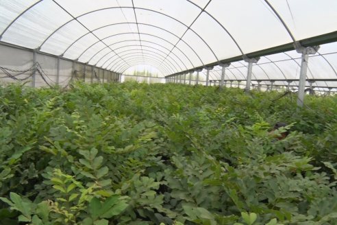 Vivero Santa Maria - La Criolla, Entre Ríos - Plantines de cítricos y nogales de primera calidad