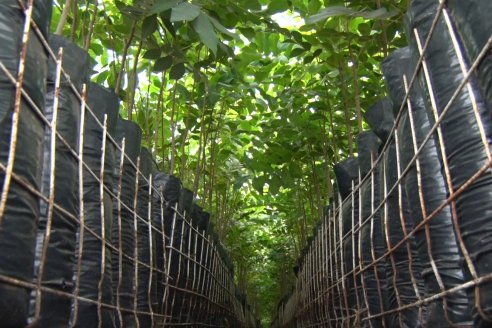 Vivero Santa Maria - La Criolla, Entre Ríos - Plantines de cítricos y nogales de primera calidad