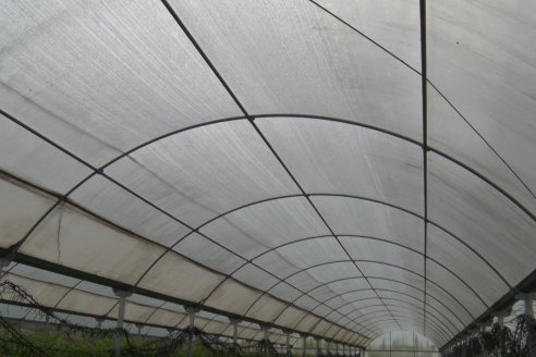 Vivero Santa Maria - La Criolla, Entre Ríos - Plantines de cítricos y nogales de primera calidad