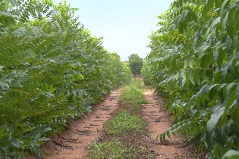 Vivero Santa Maria - La Criolla, Entre Ríos - Plantines de cítricos y nogales de primera calidad