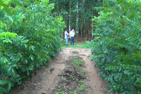 Vivero Santa Maria - La Criolla, Entre Ríos - Plantines de cítricos y nogales de primera calidad