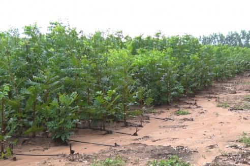 Vivero Santa Maria - La Criolla, Entre Ríos - Plantines de cítricos y nogales de primera calidad