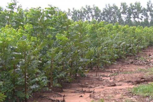 Vivero Santa Maria - La Criolla, Entre Ríos - Plantines de cítricos y nogales de primera calidad