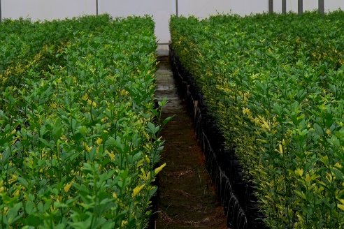 Vivero Santa Maria - La Criolla, Entre Ríos - Plantines de cítricos y nogales de primera calidad