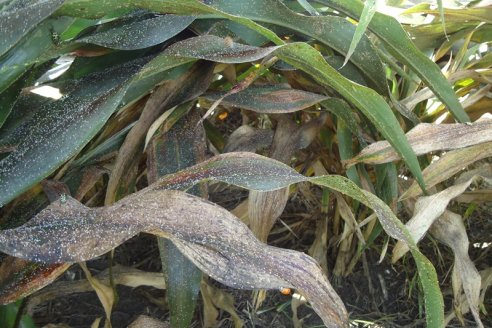 Sequía y pulgón amarillo impactan en el sorgo de Entre Ríos