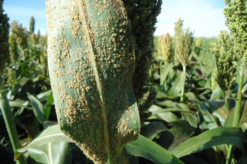 Detectan Pulgón de caña de azúcar en Sorgo