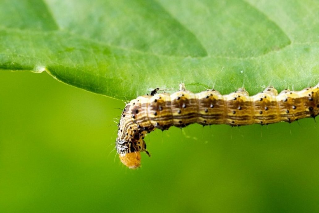Crece la presión de otros tipos de insectos como las orugas y a las chinches. Crece la presión de otros tipos de insectos como las orugas y a las chinches.