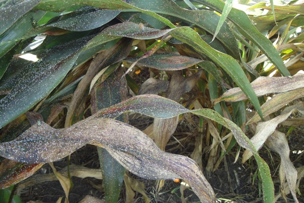 El sorgo con estrés hídrico y daños por el 