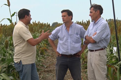 Eduardo Cicerone y Pablo Bouzada - Tobin Semillas - Más allá del pulgón, el sorgo no tiene techo en la Argentina